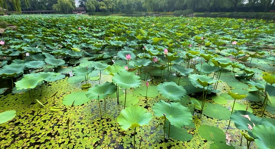 Summer Palace, 2024